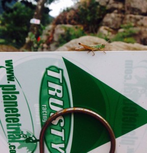 photo fleche et sautrelle